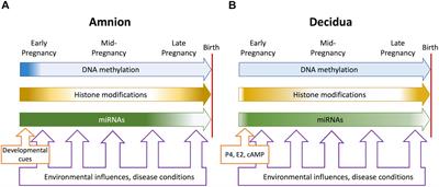 Fetal Membrane Epigenetics